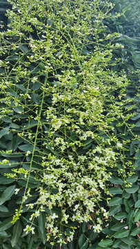 Flowers of pendulous Japanese pagoda tree (Styphnolobium japonicum) with fragrant creamy-white flower clusters and lush green foliage in a summer garden.