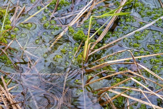 La Tuque, Quebec, 14 May 2026 : Raindrops create ripples on a water surface filled with green moss and dry grass blades