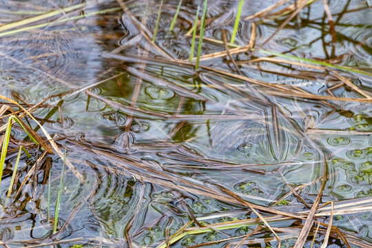 La Tuque, Quebec, 14 May 2026 : Raindrops create ripples on the surface of water amidst submerged and floating dry grass and green aquatic plants.