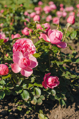 Fototapeta premium Blooming roses. Flowerbed with blooming roses. Pink roses.