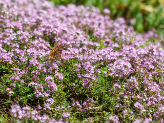 Obraz premium A butterfly on a flowering thyme. Creeping thyme blooms on an alpine slide. Creeping thyme ( Latin: Thymus serpyllum) is a species of perennial subshrubs of the genus. Natural wallpaper.