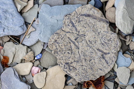Quebec, Canada, 24 June 2026 : A large rock with visible fossilized plant patterns rests among smaller stones.