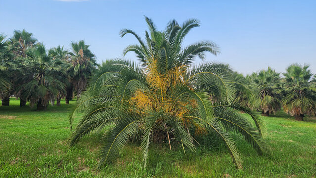 In an urban park in Mediterranean region, a young Canary Island date palm (Phoenix canariensis) with lush green fronds, a popular ornamental tree admired for its elegant feather-like foliage in Medite
