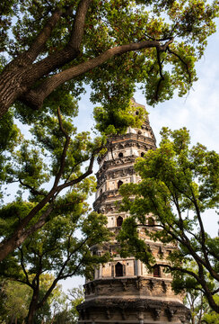 Tiger Hill Pagoda behind spring tree branches under blue sky in Suzhou, China