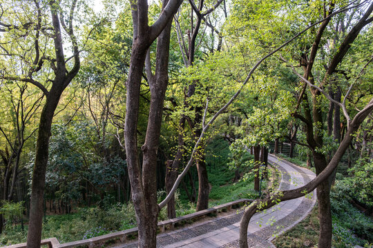 Stone path through spring trees and green undergrowth at Tiger Hill, Suzhou, China