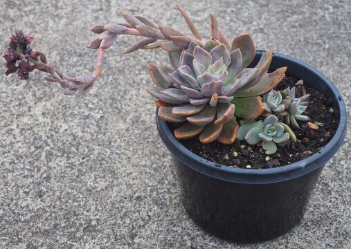 Echeveria 'Silver Queen' mature succulent plant