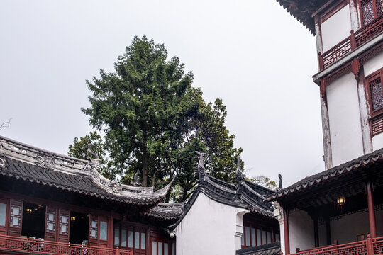 Jade Buddha Temple tile roofs and red lattice above spring courtyard trees, Shanghai, China