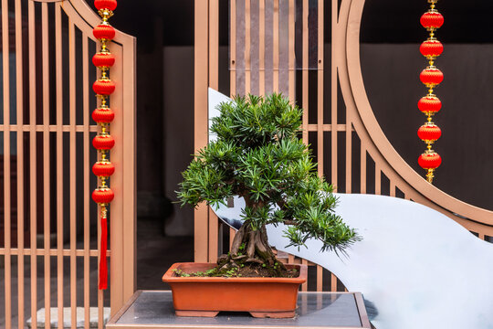 Bonsai tree in clay pot before red lanterns and circle gate in China spring garden