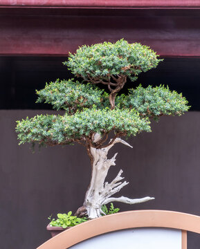 Bonsai tree with sculpted trunk and foliage in planter at garden display in China