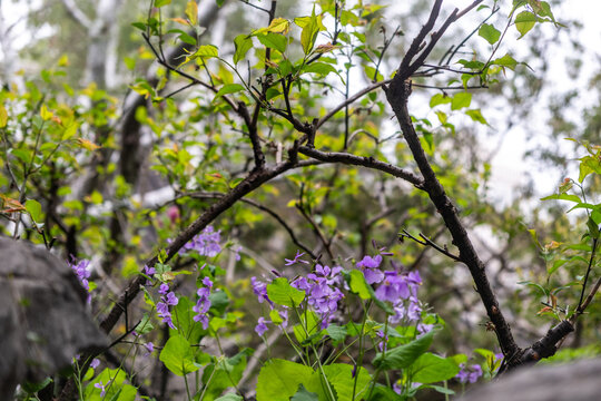 Purple wildflowers among green leaves, branches, and rocks in spring garden, China