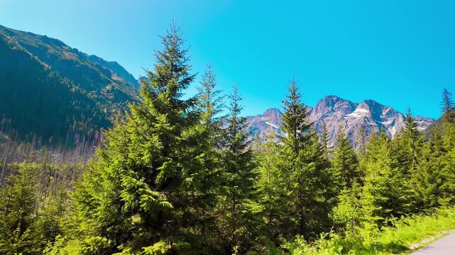 A low angle view looking up at green pine trees and dead broken tree trunks in the woods under a clear blue sky in Tatra National Park.