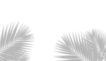 Transparent palm leaf shadow overlay png for natural design and artistic projects © Lepe PNG