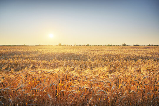 Golden ripe wheat field landscape at sunset with a bright sun shining over agricultural crop.