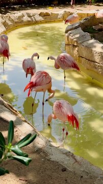 Pink flamingos at the zoo. Exotic birds