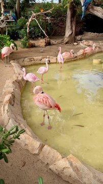 Pink flamingos at the zoo. Exotic birds