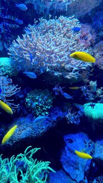 Colorful small sea fish swim against the background of corals in an aquarium