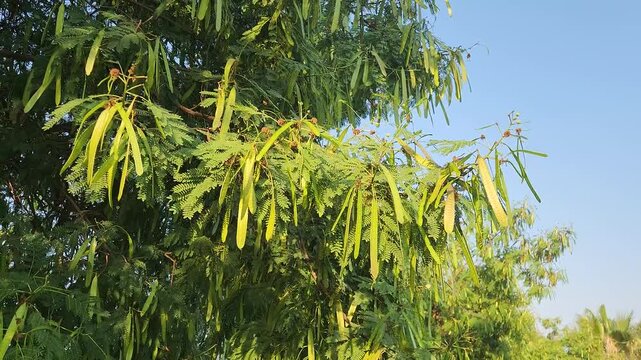 Swaying branches of a river tamarind (Leucaena leucocephala) display feathery, fern-like leaves and long green seed pods, highlighting this fast-growing leguminous tree.