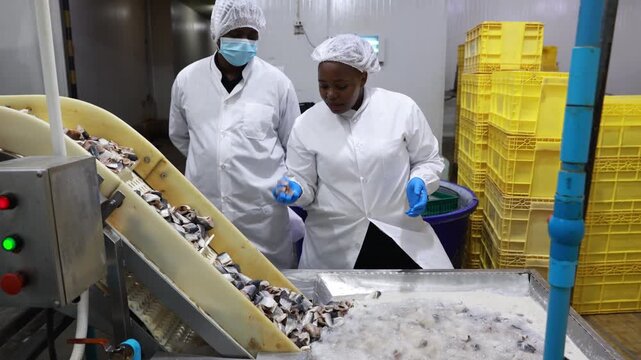 Supervisors wearing personal protective equipment (PPE) meticulously inspect the mackerel production line conveyor belt in an industrial seafood processing plant.
