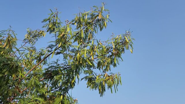 Swaying branches of a river tamarind (Leucaena leucocephala) display feathery, fern-like leaves and long green seed pods, highlighting this fast-growing leguminous tree.