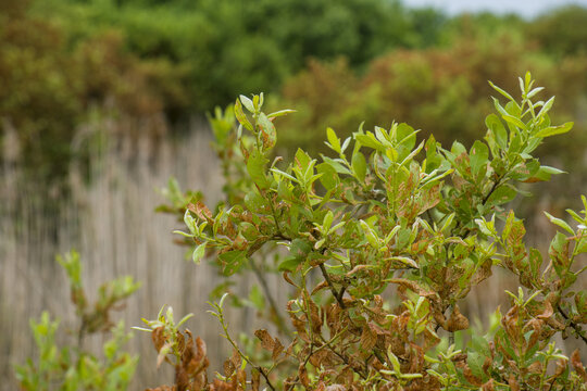 Bl&auml;tter der Aschweide / Grauweide (lat.: salix cinerea) in einem Sumpfgebiet