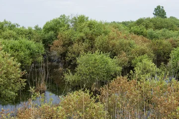 Moorlandschaft - Sumpflandschaft © Guntar Feldmann
