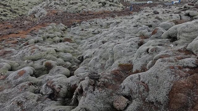 Close-up of green woolly fringe moss Racomitrium lanuginosum cushions on Eldhraun lava, South Iceland