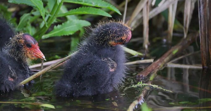 Slow motion close-up of a brood of Eurasian coot chicks gathering together in reeds