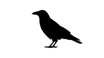 Helloween Black raven silhouette vector, standing crow bird profile, dark gothic corvus icon, minimalist avian wildlife graphic for halloween and nature design isolated on White Background vector © MdAbdul