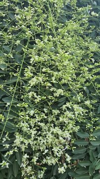 Flowers of Pendulous Japanese pagoda tree (Styphnolobium japonicum) with fragrant creamy-white flower clusters and lush green foliage in a summer garden.