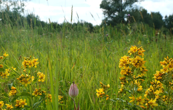 Lysimachia vulgaris, a loosestrife plant, blooms.
In folk medicine, it is used for various bleeding disorders and as a wound-healing remedy. It grows in meadows and near marshes.
