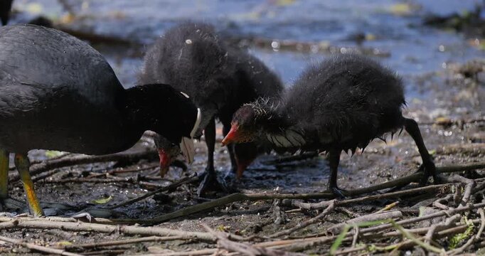 Slow motion close-up of a Eurasian coot mother feeding its juvenile chicks on a muddy wetland bank