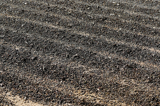 Natural coffee bean drying process in organized rows under the sun