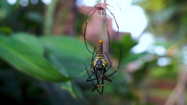 A spider hangs in its web after molting.