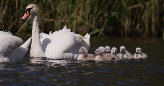 Slow motion shot of an adult mute swan swimming with a group of fluffy cygnets in choppy water on a windy day