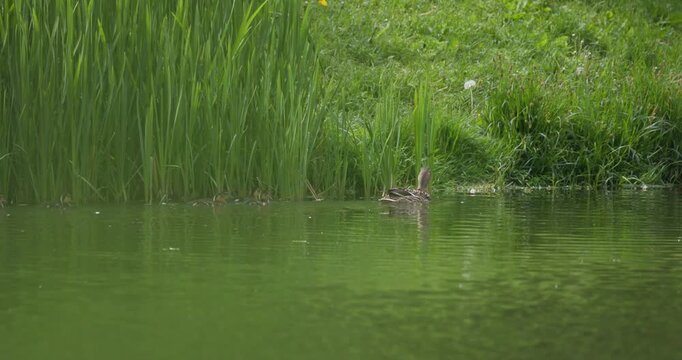 Slow motion shot of a female mallard duck scouting the grassy bank, returning to the water, and leading a group of ducklings away