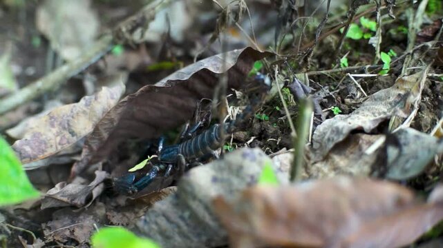 Asian blue scorpion in the wild