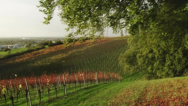 Rows of grapevine in vineyard on hills framed by trees. Agriculture and landscape aerial drone footage.  