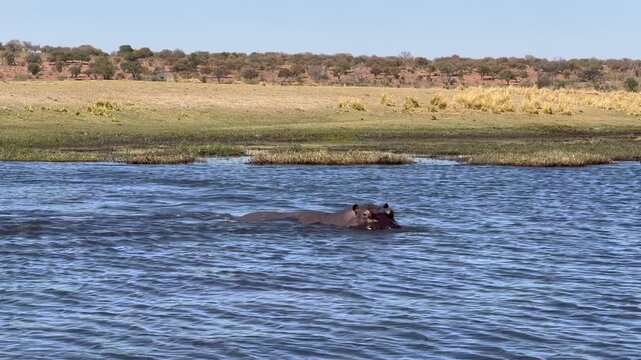 Hippopotame nature sauvage Afrique 