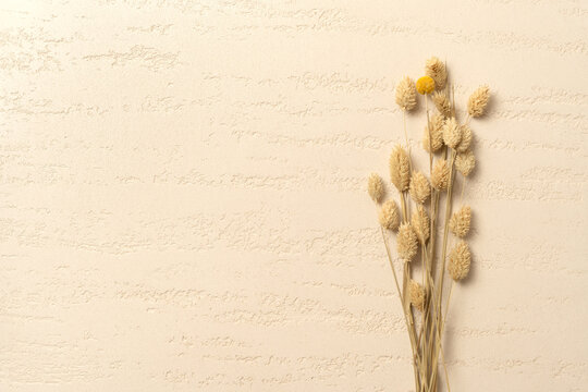 Dried Lagurus Stems on Travertine Effect Decorative Plaster Wall Surface in Beige