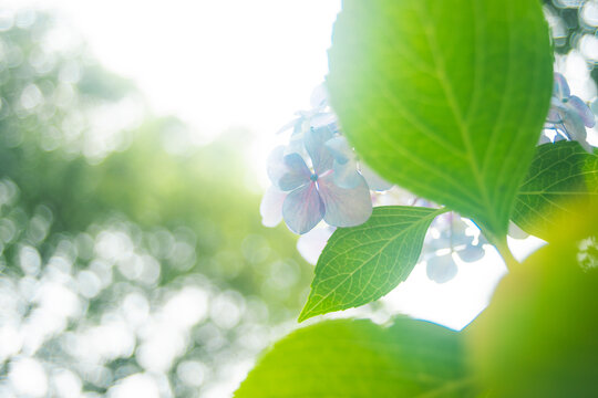 ちらっと顔を出す紫陽花