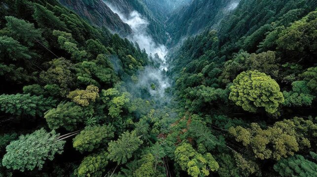 Dense green forest canopy aerial perspective.