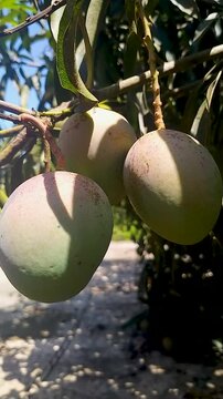 Bunch of ripening green and red mangoes on a tree branch with sunlight and shadows.