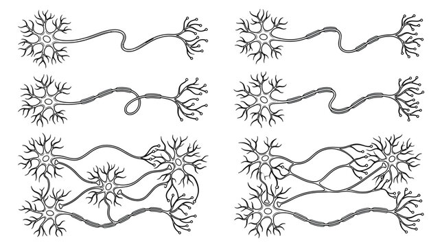 Neuron Anatomy Diagram: Synapses, Axons, and Dendrites Illustrated