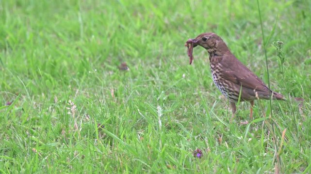Song Thrush (Turdus philomelos) with a beak full of earthworms found on a garden lawn. June, Kent, UK [Half speed]