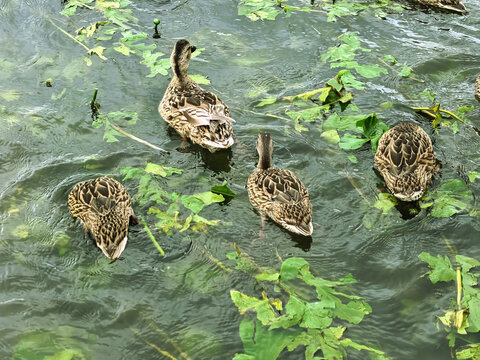 Group of ducks dabbling among floating aquatic plants on a green pond, showing natural feeding behavior from above.