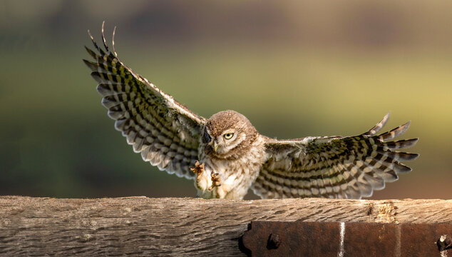 Little Owl Juvenile Landing