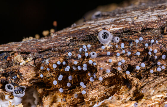 Hohenbuehelia cyphelliformis fungus and slime molds (Myxomycota) Didymium squamulosum on decaying wood