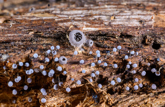 Hohenbuehelia cyphelliformis fungus and slime molds (Myxomycota) Didymium squamulosum on decaying wood
