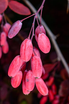 Red fruits of the barberry shrub (Berberis spp.), which are widely used in culinary applications because of their characteristic tart flavor.