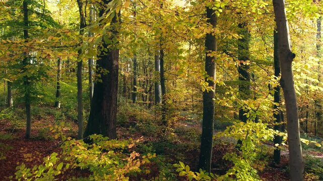 Moving through the tree branches of a gorgeous forest with magical autumn colors and sunlight